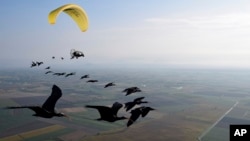 This photo provide by Waldrappteam Conservation & Research shows the migration from Northern Bald Ibis, or the Waldrapp, supported by foster parents of the birds in a microlight aircraft, in September 2022.