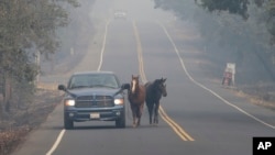 Pepe Tamaya leads horses Sammy, center, and Loli to safety from a deadly wildfire, Oct. 10, 2017, in Napa, California. The horses had been let out of their pasture Sunday, when the wind-whipped fire moved too fast for the horses to be loaded into trailers. When Tamaya return to his employers land, he found the house had been destroyed, but the horses were grazing on the front lawn. 