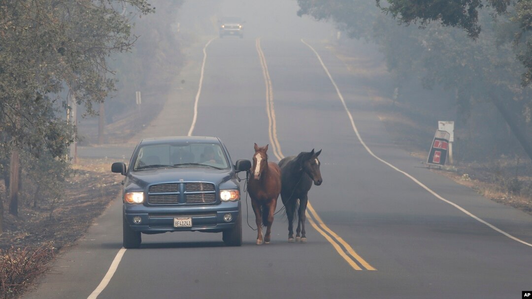 Pepe Tamaya leads horses Sammy, center, and Loli to safety from a deadly wildfire, Oct. 10, 2017, in Napa, California. The horses had been let out of their pasture Sunday, when the wind-whipped fire moved too fast for the horses to be loaded into trailers. When Tamaya return to his employers land, he found the house had been destroyed, but the horses were grazing on the front lawn. 