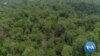Local Cambodian Patrols Seek to End Illegal Logging