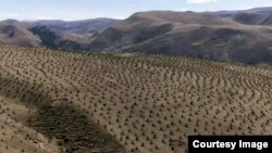 ཛམ་ཐང་དུ་མི་མང་གི་ས་ཞིང་བླངས་ནས་ཤིང་ནགས་འདེབས་འཛུགས།