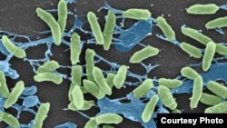 Scanning electron micrograph of the Pseudomonas bacteria, one of several harmless bacteria found to harbor resistance genes identical to those found in disease-causing bacteria, undated (Research Center for Auditory and Vestibular Studies at Washington Un