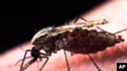 ملیریا سے بچاؤ کی نئی اور مؤثر دوا