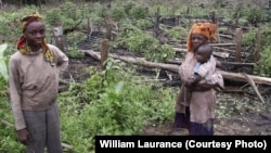 FILE - Using rudimentary methods, small-scale farmers eke out a living in Gabon.