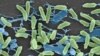 Scanning electron micrograph of the Pseudomonas bacteria, one of several harmless bacteria found to harbor resistance genes identical to those found in disease-causing bacteria, undated (Research Center for Auditory and Vestibular Studies at Washington Un