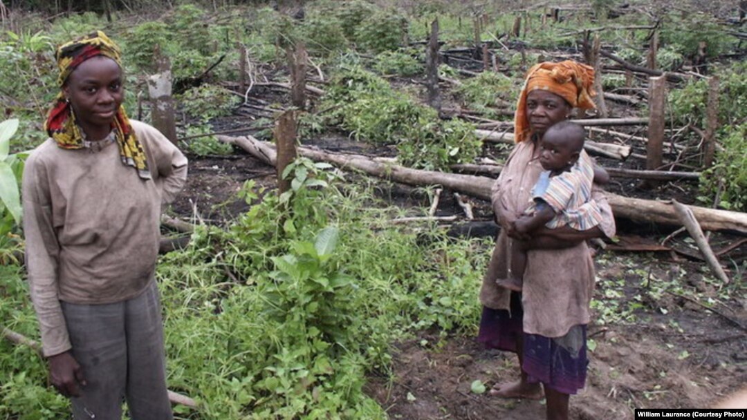 FILE - Using rudimentary methods, small-scale farmers eke out a living in Gabon.