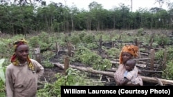 FILE - Using rudimentary methods, small-scale farmers eke out a living in Gabon. Taken November 27, 2002