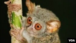 Tarsius di Sulawesi Tengah, dinyatakan sebagai hewan yang dilindungi (Foto: Kelompok Pecinta Satwa Tarsius Sulawesi Tengah).