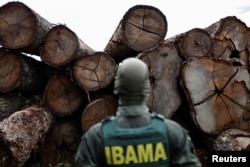 Um agente do Instituto Brasileiro do Meio Ambiente e dos Recursos Naturais Renováveis ​​(IBAMA) inspeciona uma árvore extraída da floresta amazônica, em uma serraria durante uma operação anti-desmatamento, em Placas, estado do Pará, Brasil 20 de janeiro de 2023. (REUTERS/ Osley Marcelino)
