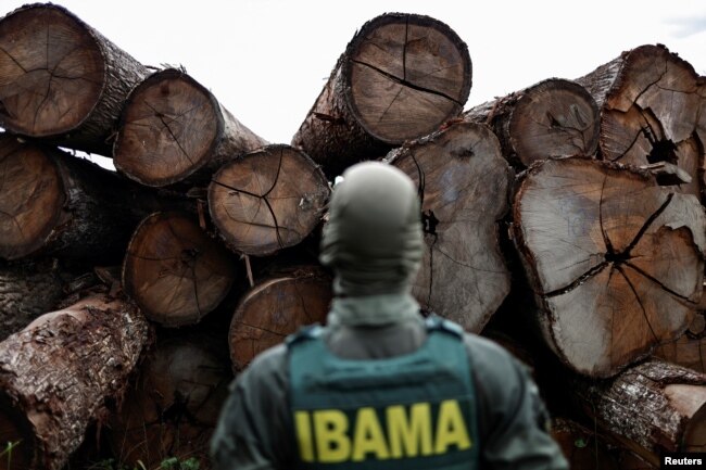 An agent of the Brazilian Institute for the Environment and Renewable Natural Resources (IBAMA) inspects a tree extracted from the Amazon rainforest, in a sawmill during an operation to combat deforestation, in Placas, Para State, Brazil January 20, 2023. (REUTERS/Ueslei Marcelino)