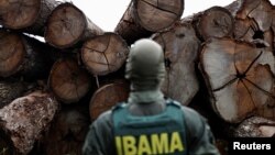 Anggota lembaga Lingkungan dan Sumber Daya Alam Terbarukan Brazil (IBAMA) memeriksa potongan kayu yang diambil dari hutan Amazon dalam sebuah operasi anti-deforestasi di sebuah tempat pemotongan kayu di Placas, Para, Brazil, pada 20 Januari 2023. (Foto: Reuters/Ueslei Marcelino)