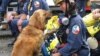 A photo of golden retriever Bretagne and her handler, Denise Corliss. (Barkpost.com)