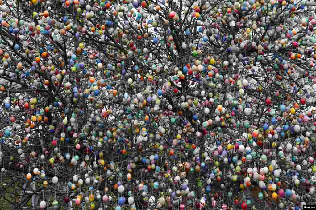 Ten-thousand hand-painted Easter eggs hang from an apple tree in Saalfeld, Germany.