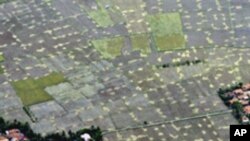 ภาวะอากาศ La Nina ก่อให้เกิดความวิตกกังวลเกี่ยวกับการเก็บเกี่ยวพืชผลในอินโดนีเซีย