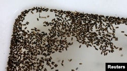 Mosquito larvae are seen at a "sex separation area" inside Sun Yat-Sen University-Michigan State University Joint Center of Vector Control for Tropical Disease in Guangzhou, China, July 28, 2016.