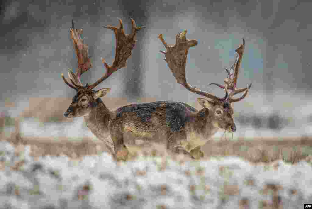 Fallow deer stand on a field as snow falls near Moerfelden-Walldorf, central Germany.