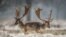 Fallow deer stand on a field as snow falls near Moerfelden-Walldorf, central Germany.