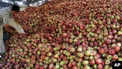 A Kashmiri Muslim man sorts freshly harvested apples at Shopian, south of Srinagar, 05 Oct 2010