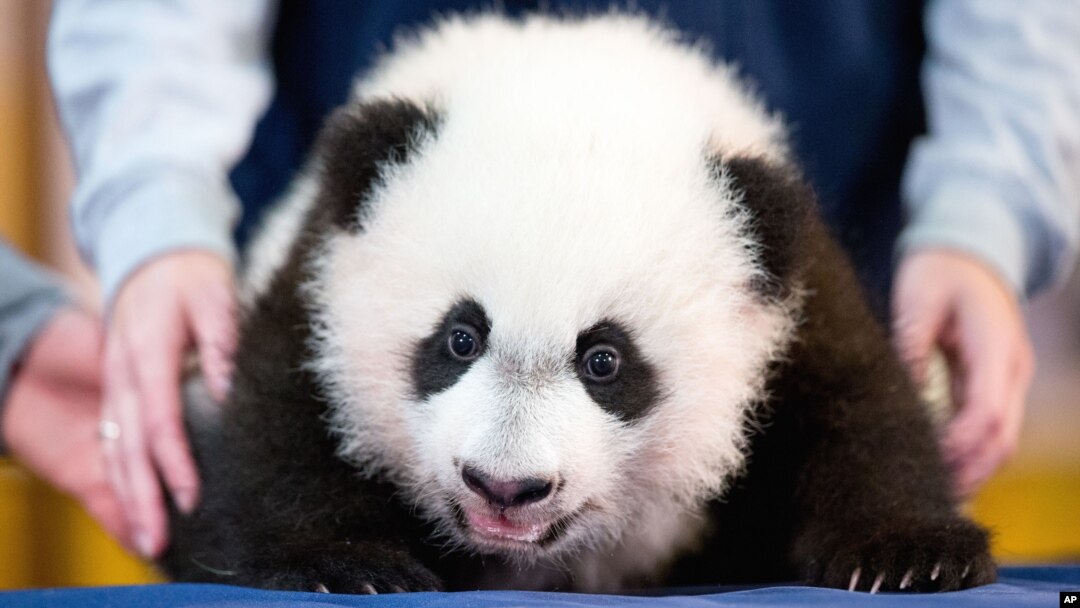 Jaririn panda