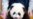 Washington DC's Panda Cub Thriving Ahead of Public Debut