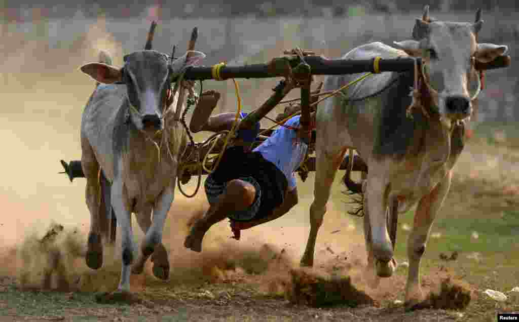 A man falls from an ox cart as he competes during an ox cart competition near U Bein bridge, in Mandalay, Myanmar.