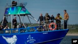 Tourists observe beluga whales in the Churchill River, Aug. 4, 2024, near Churchill, Manitoba.