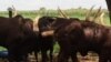 President Emmerson Mnangagwa with an agriculturalist at his farm where he keeps Ankole cattle.