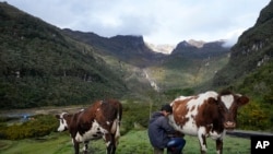 Emerson Camargo ordeña vacas cerca del volcán Nevado del Ruiz, de fondo, en Villahermosa, Colombia, el 11 de abril de 2023. 