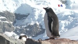 Peticionan declarar Antártida como santuario