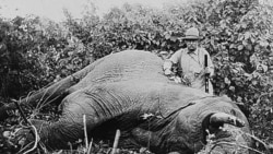 Former president Theodore Roosevelt, on a hunting trip to Africa, stands beside the body of an elephant