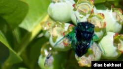 FILE - A mature cicada dries its wings on a blueberry tree in Fairfax, Virginia. (Photo: Diaa Bekheet)