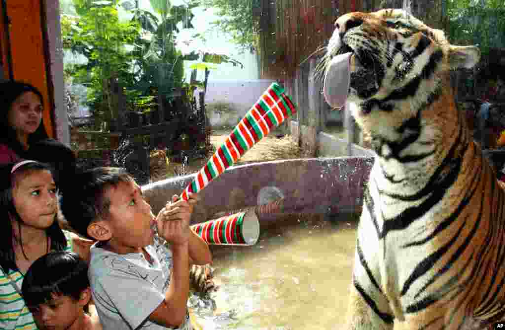 Dec. 28: A boy uses a paper horn to get the attention of a tiger at the Malabon zoo, north of Manila. The year 2010 is the year of the Golden Tiger, which ends on February 2, 2011 in the Chinese zodiac calendar. (Romeo Ranoco/Reuters)