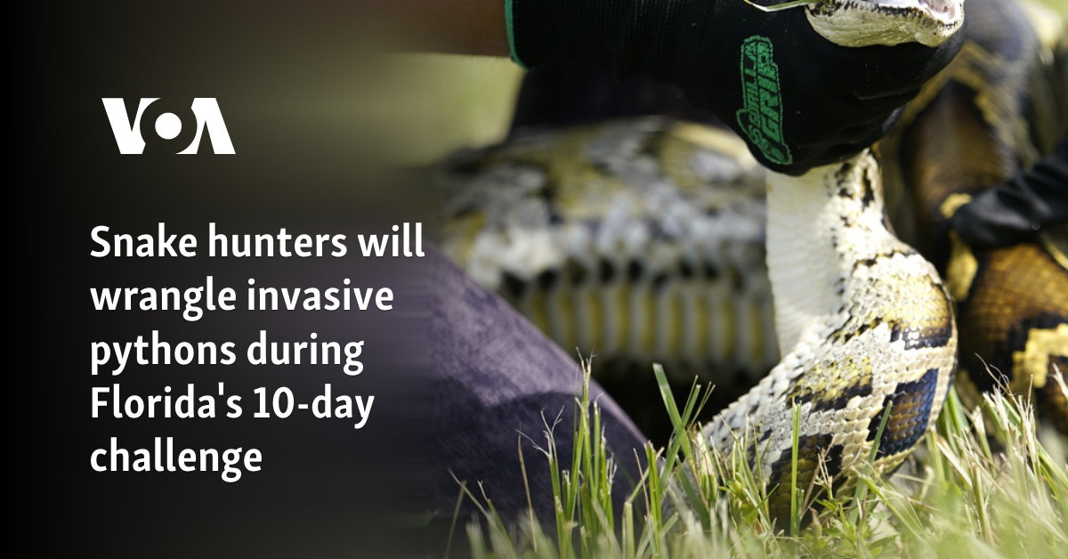 Snake hunters will combat invasive pythons during Florida’s 10-day challenge