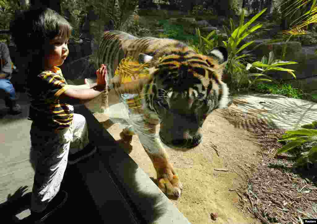 Bé Adelson Gannod 21 tháng tuổi ngắm một con hổ Sumatra khi đến tham quan khu sinh sống mới trị giá 19,5 triệu USD của hổ tại Công viên Động vật Hoang dã của Vườn thú ở thung lũng San Pasqual, Mỹ, ngày 21 tháng 5, 2014.