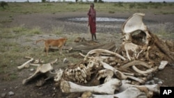 A Maasai boy and his dog stand near the skeleton of an elephant killed by poachers outside of Arusha, Tanzania.