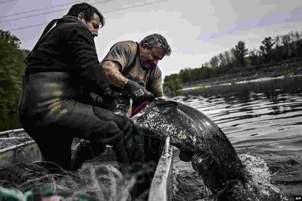 French fishermen pull out a sheatfish from the waters of the Dordogne river near Mauzac-et-Grand-Castang.