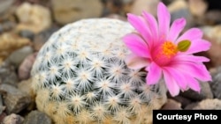 Cacti like the Mammillaria herrerae are renowned for their diverse forms and beautiful flowers. (Jardín Botánico Regional de Cadereyta)