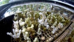 Coral grow in a tank at a lab at the University of Hawaii's Institute of Marine Biology in Kaneohe, Hawaii on Friday, Oct. 1, 2021. (AP Photo/Caleb Jones)