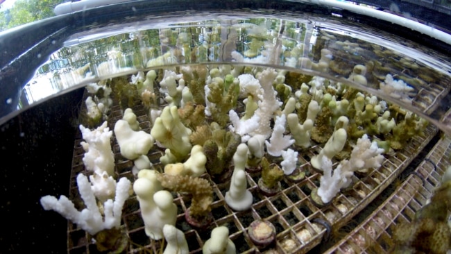 Coral grow in a tank at a lab at the University of Hawaii's Institute of Marine Biology in Kaneohe, Hawaii on Friday, Oct. 1, 2021. (AP Photo/Caleb Jones)