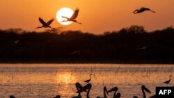 Des grues survolent des pélicans se nourrissant dans l'eau au coucher du soleil à "Ain Al-Shams", un lac saisonnier dans le parc national de Dinder, à environ 400 km au sud-est de la capitale soudanaise, le 6 avril 2021.