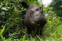 Badak Sumatra di Suaka Badak Sumatera di Taman Nasional Way Kambas, Lampung Sumatera. (Foto: Mark Cawardine/WWF/ Nature.com)