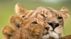 'The Last Lions' Documentary Traces Botswana Lioness, Her Cubs
