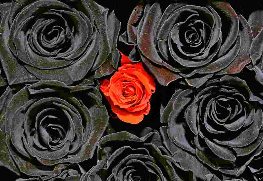 A red rose is placed between black roses at a stand at the international trade fair for plants in the city of Essen, Germany.