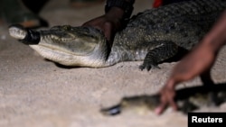Crocodiles that were captured from a lagoon are pictured during a government-backed training program teaching how to humanely capture and relocate crocodiles in Abidjan, Ivory Coast, July 12, 2017. 