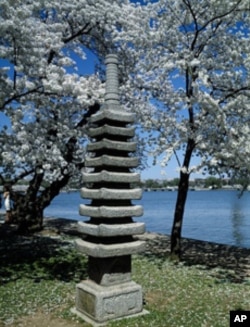 This lantern amid the cherry blossoms is lit to help commemorate the arrival of spring each year.