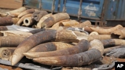 FILE - Ivory that forms part of a two ton discovery by Togo troops is seen in the city of Lome, Togo, Jan. 28, 2014. Police in Togo say they have arrested three men after discovering nearly two tons of ivory in a container marked for shipping to Vietnam. 