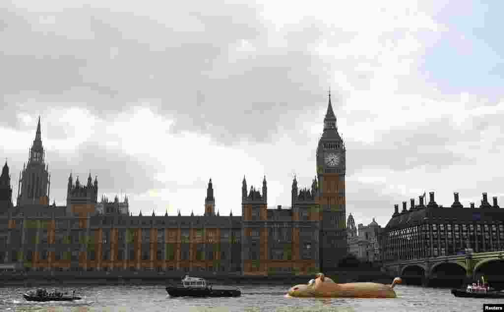 A sculpture of a giant hippopotamus, &quot;HippopoThames&quot;, built by artist Florentjin Hofman is towed up the Thames past the Houses of Parliament in central London.