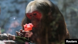ARHIVA - Majmun gleda u sladoled napravljen od voća i povrća za životinje zbog toplotnog talasa, u zoološkom vrtu Čapultepek, u Meksiko Sitiju, 30.maja 2024.(Foto: Reuters/Henry Romero)