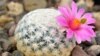 Cacti like the Mammillaria herrerae are renowned for their diverse forms and beautiful flowers. (Jardín Botánico Regional de Cadereyta)