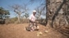 Africa’s baobab tree provides new 'superfood' but local harvesters struggle